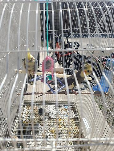bulbul quşu: Yetişkin quşlardır yumurtlamağa hazırlaşırlar 1 dəfə bala çıxardıblar — 3