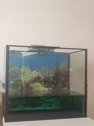 heyvan alqi satqisi: Akvarium satılır akvarium uzunluğu 62eni 36, hündürlüyü 53