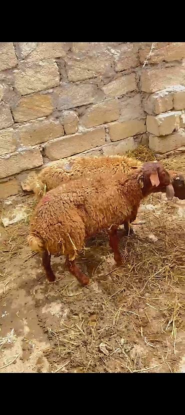qafqaz coban itləri: Quzu 2 de erkəydi ünvan lokbatan - Cins: ehtimalən yerli yağlı — 2