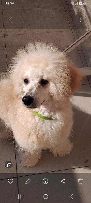 İtlər: Pudel — 3