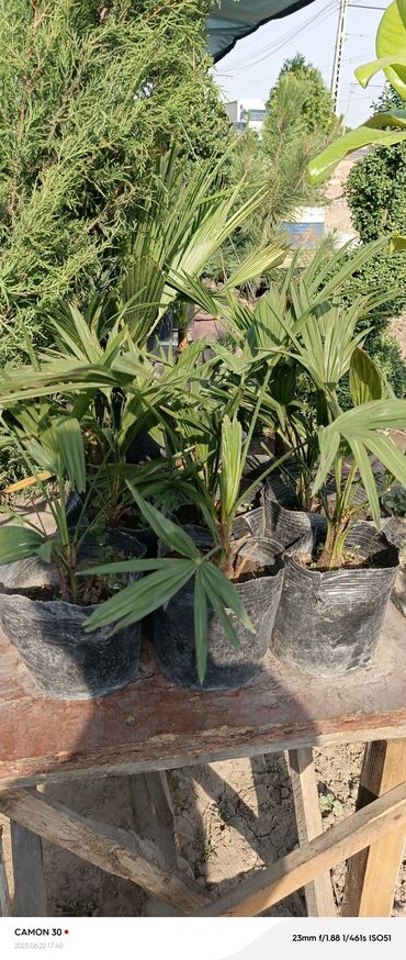 Садовые цветы и кустарники: Саженцы цветка — 3