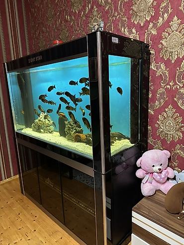 Akvariumlar: Akvarium-şkaf, Boş, 487 l, Ödənişli çatdırılma — 2
