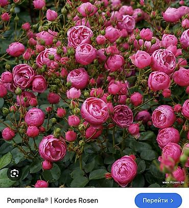 Роза: Саженцы — 41