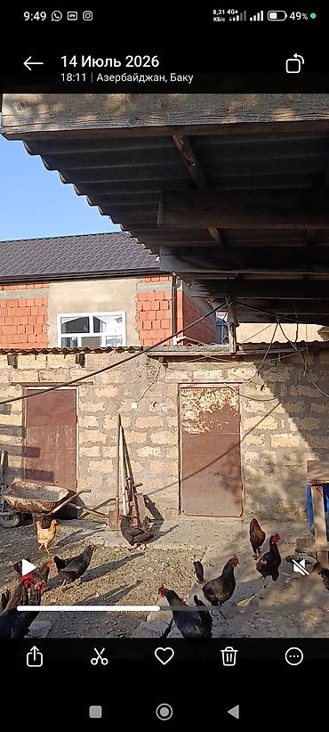 Bileceride dort yandan hasara alinmis. heyetde coxlu tikili uc yeke