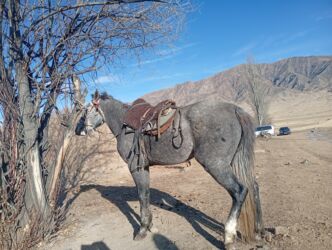 купить собаку породистую: Продаю | Конь (самец) | Кара Жорго | Рабочий