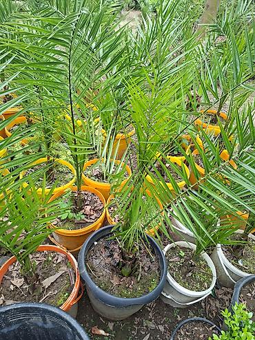 Çöl bitkiləri: Ağac, gullerin satişi — 9