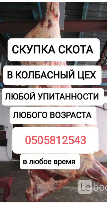 Другие животные: Другие животные