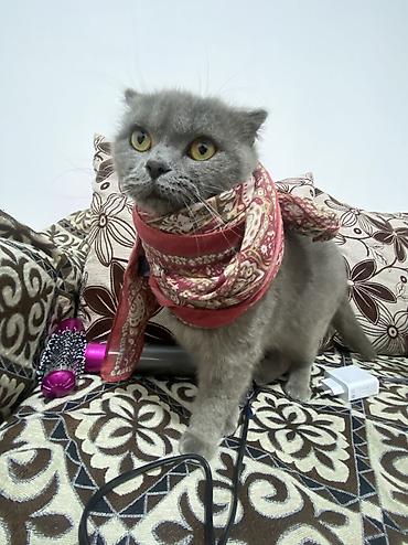 Продажа кошек: Шотландская вислоухая кошка (Scottish Fold), окрас сплошной голубой — 8