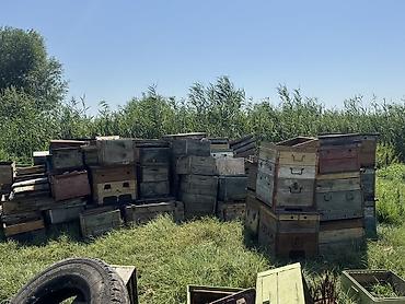 пчел: Деревянный Ящик, Б/у — 3