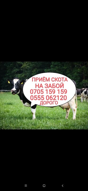 откормленные лошади: Куплю | Коровы, быки, Лошади, кони, Другие с/х животные | Круглосуточно, Любое состояние, Забитый