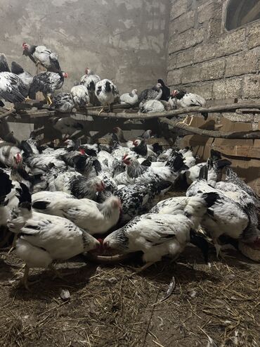 qus yuvasi: Toyuq, Damazlıq