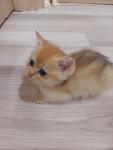 Pişiklər: Qızıl şinşilla, Erkək, Dişi, Yaxşı əllərə, Ünvandan götürmə -da lalafo.az — 28 Pişiklər: Qızıl şinşilla, Erkək, Dişi, Yaxşı əllərə, Ünvandan götürmə — 28