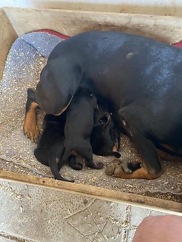 İtlər: Doberman, 1 ay, Dişi — 8