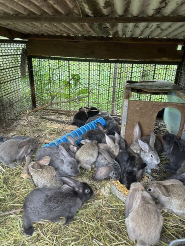 комбикорм для кроликов: Продаю | Крольчата | Фландр, Французский баран | Для разведения