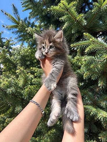 сколько стоят мейн куны котята: Мейн-кун, 1 месяц, Девочка, С документами — 1