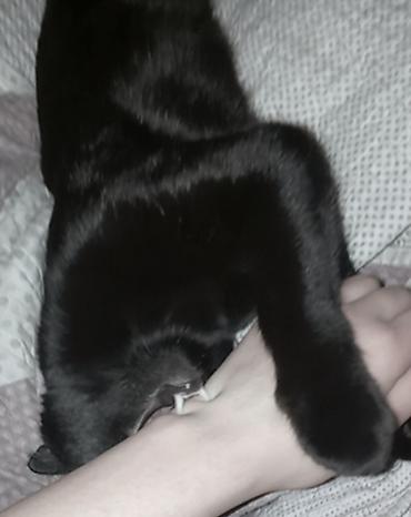 кошка черная: 2 года, Мальчик, Черный — 2