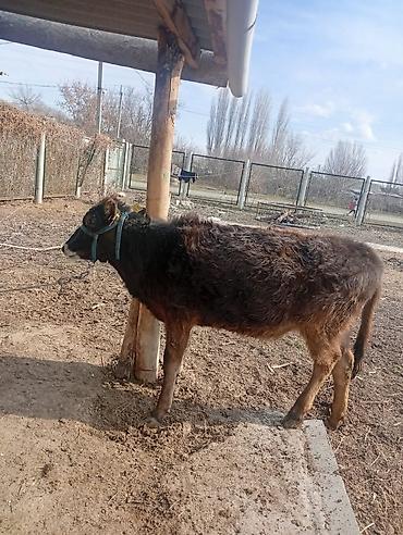 Коровы, быки: Продаю | Тёлка | Алатауская | Для разведения — 4