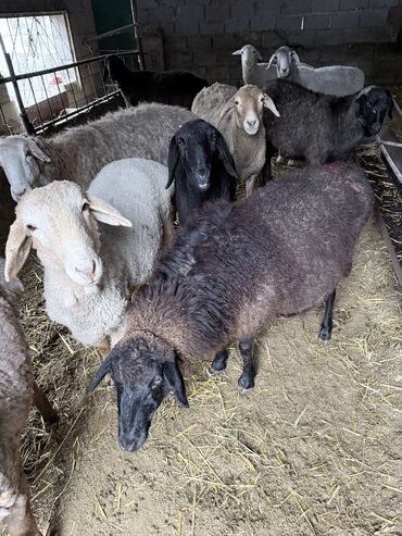 объявления о найденных животных: Сатам | Ургаачы кой (ургаачы) | Көбөйтүү үчүн, Союуга | Бычылган, Ургаачы, Токту