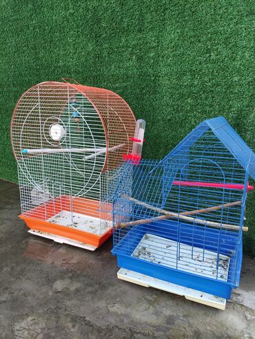 Tutuquşları: Korella Karella tutuqusu papuqay sevgi quşu nerazlucnik valnist 14 — 12