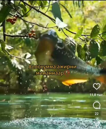 работа в германии для кыргызстанцев без знания языка: Требуется Сиделка, График: Шестидневка, Без опыта