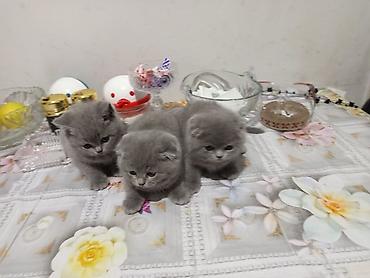 Pişiklər: Britan — 2