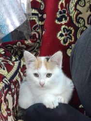 pişik cütleşdirme: Самка, Самовывоз, Платная доставка