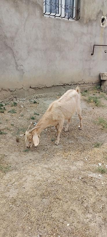 Sarı bogazdı 1 ci qarın el kecileridi Məhsul təsviri: - Ağ və bej