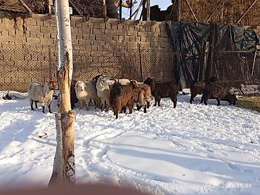 Козы, козлы: Продаю | Коза (самка), Козёл (самец), Козлёнок | Полукровка, Нубийская, Битал | На забой, Для разведения | Племенные, Осеменитель — 6