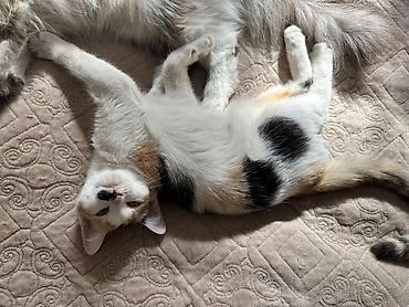 кошки шотландские: Кошка даром: Беспородная, 3 месяца, Девочка, Приучена к лотку — 1