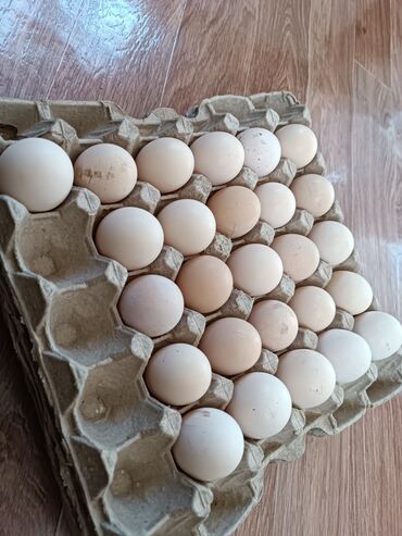 Птицы: Продам инкубационные яйца даканов Шамо