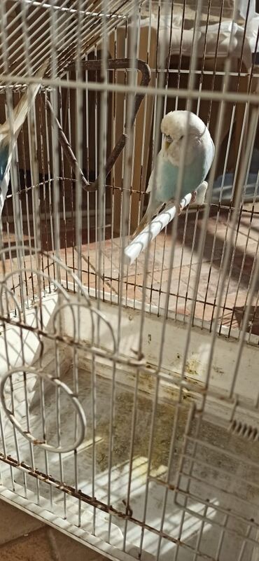 Tutuquşları: Salam vıstıfka ilə çexin qarışığı cütü 50 azn — 3