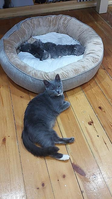 Pişiklər: Yaxşı əllərə — 7