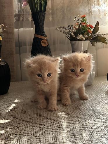 Pişiklər: Şinşilla, Erkək, Dişi — 4