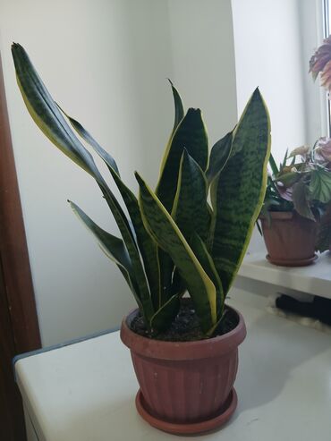 Драцены и Сансевиерии: Большой выбор сансевери — 6