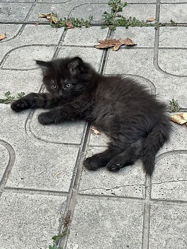 Мышыктар: Отдам в хорошие руки котят 3 черных котят -девочки, серый мальчик - — 7