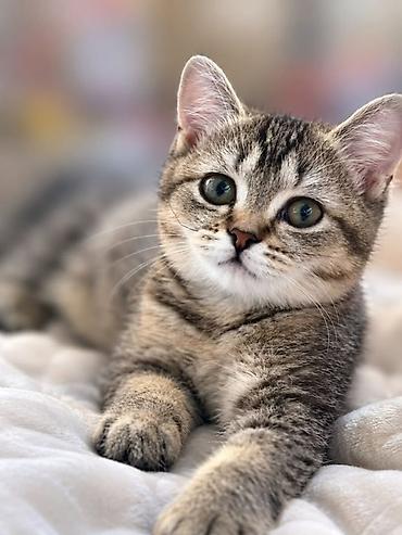 кошка каракол: 4 айлык, Ургаачы, Лотокко барууга үйрөтүлгөн — 1