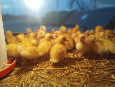 Cücələr: Ördək cücələri, Ətlik, Ünvandan götürmə, Rayonlara çatdırılma, Ödənişli çatdırılma -da lalafo.az — 2 Cücələr: Ördək cücələri, Ətlik, Ünvandan götürmə, Rayonlara çatdırılma, Ödənişli çatdırılma — 2