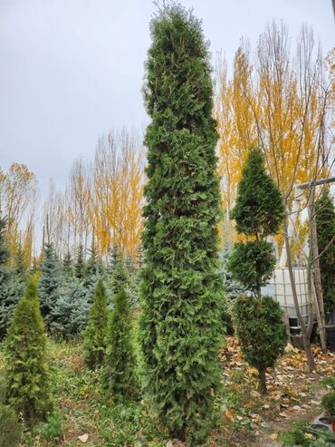 Декоративные деревья: Продаются хвойные и лиственные деревья🌲🌳 - Голубая ель от 0,8-5м - at lalafo.kg — 22 Декоративные деревья: Продаются хвойные и лиственные деревья🌲🌳 - Голубая ель от 0,8-5м - — 22