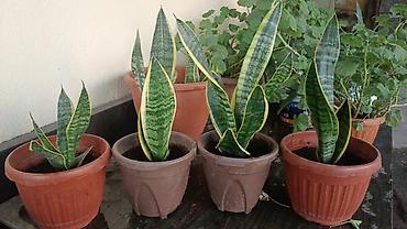 тещя: Сансевиерия (Sansevieria trifasciata, «щучий хвост», «тещин язык») в — 4