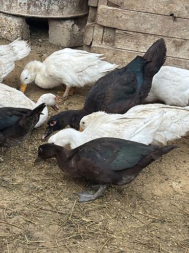 balaca it ucuz: Salam Alekum hamsı satılır kom 17 manatdır — 8