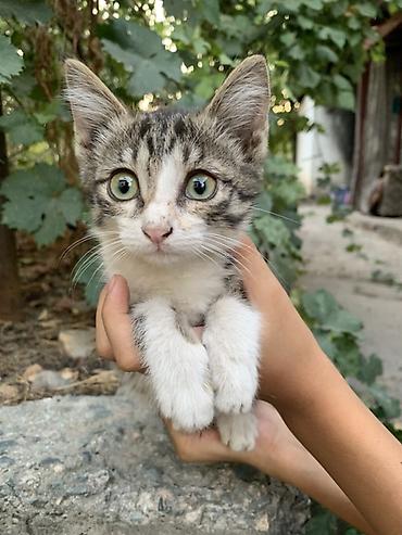 Кошки: Отдам 3-х месячных котят в хорошие руки. В лоток ходить умеют — 6