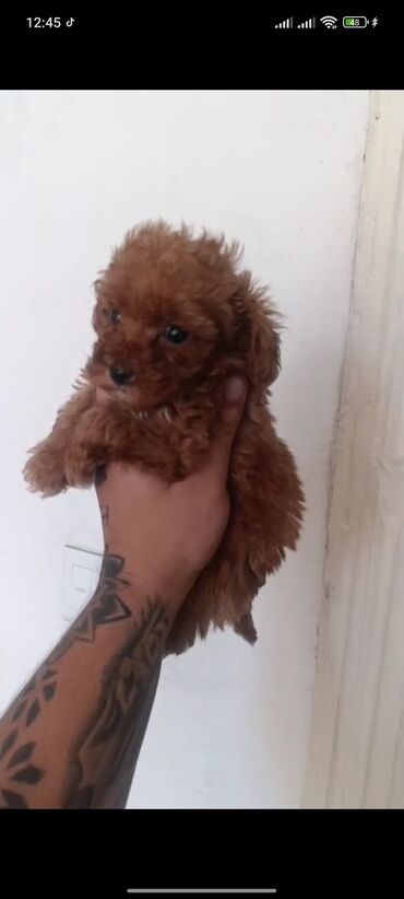 İtlər: Pudel, 3 ay, Erkek, Peyvəndli, Ünvandan götürmə — 14