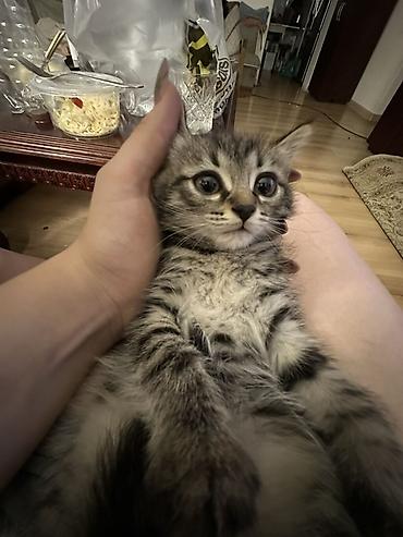Мышыктар: 4 айлык, Ургаачы — 2
