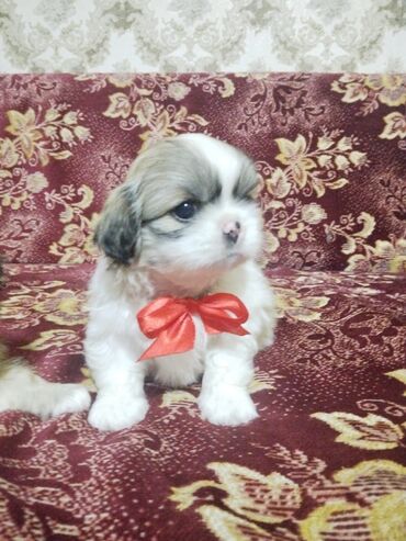İtlər: Pekines, 2 ay, Erkek, Ünvandan götürmə, Ödənişli çatdırılma
