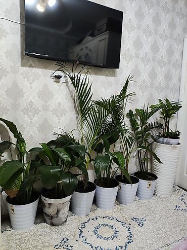 Комнатные декоративные растения в горшках - Спатифиллум (женское at lalafo.kg Комнатные декоративные растения в горшках - Спатифиллум (женское