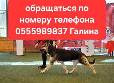 детская дубленка для мальчиков: Чыгыш Европа овчаркасы, 2 айлык, Эркек, Ит тегин тастыктоочу документ