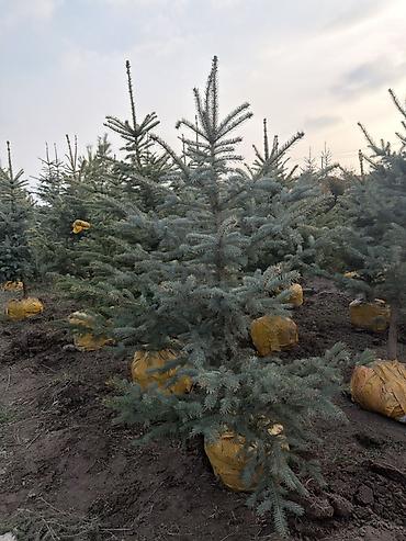 Ель колючая (голубая ель) в коме 1,5 м - Породная голубая ель Picea