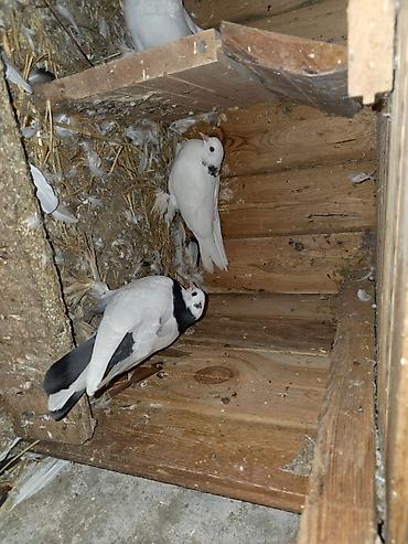 danisan qus: Hazir 3 cut quşdu isteyen elaqe saxlasin — 2