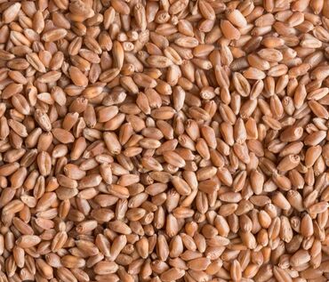 сколько стоит бычок 1 год: Продаю семена пшеницы Алексеич Элита первой репродукции на посев не