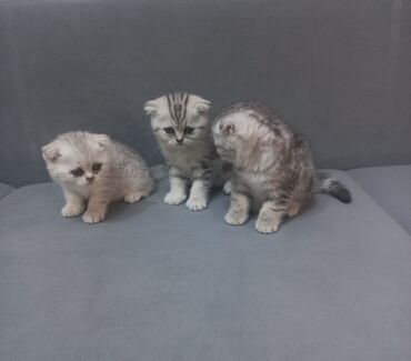 Коты: Котята 1,5месяца (2 мая) шотландские вислоухие 2 девочки 1мальчик
